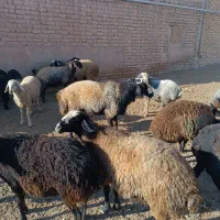 فروش دو عدد قوچ درجه یک