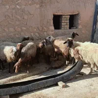 ۱۰ راس گوسفند داشتی