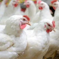 استخدام کارگر مرغداری