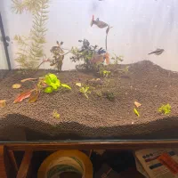 ماهی گیاهخوار