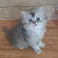 مجموعه گربههای فسقلی ( کانال میوهاپ )|گربه|خرمآباد, |دیوار