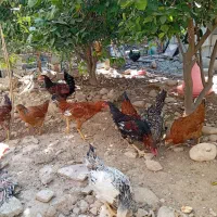 تعداد مرغ محلی فروشی|حیوانات مزرعه|کنار تخته و کمار, |دیوار