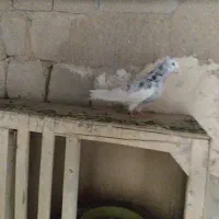 کبوتر کبوتر|پرنده|شاهین دژ, |دیوار