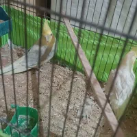 جفت عروس هلندی|پرنده|سمنان, |دیوار