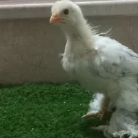 جوجه برهما لایت ۲ماه اصیل