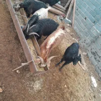 بز محلی درجه یک|حیوانات مزرعه|آبسرد, |دیوار