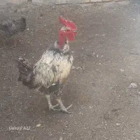 فروش خروس لاری محلی