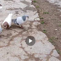 پرنده کبوتر