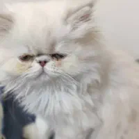 بچه گربه پرشین هیمالین سوپرفلت ماده سفیدچشم سبزآبی|گربه|تهران, حافظیه|دیوار