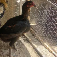 مرغ لاری