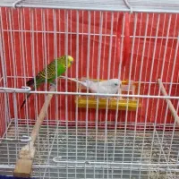 مرغ عشق نر و ماده