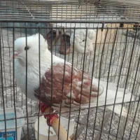 کبوتر|پرنده|گرگان, |دیوار