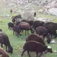 میش و بره جوان اصیل افشاری آذربایجان