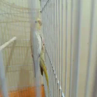 عروس هلندی ماده|پرنده|اهواز, کوی آغاجاری|دیوار