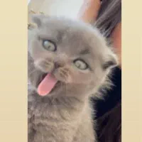 اسکاتیش دبل فولد جنسیت نر