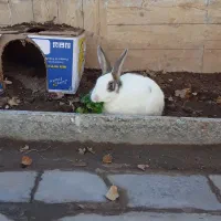 خرگوش|موش و خرگوش|بیرجند, |دیوار