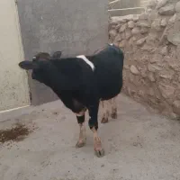 گوساله نر سیمین تال|حیوانات مزرعه|نورآباد, |دیوار