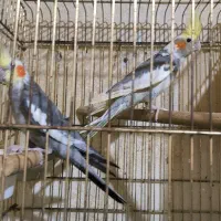 عروس هلندی نر