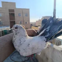 کفتر پرشی بلندی