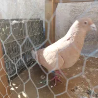 کفتر|پرنده|ری, سرتخت|دیوار