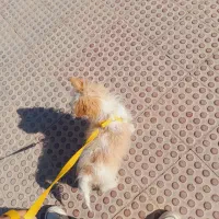 اشپیتز کراس میکس|سگ|مرودشت, استادیوم|دیوار