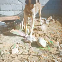 این سگ دزدید شد