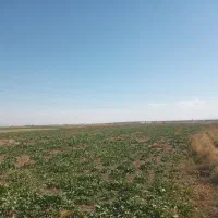 اجاره زمین ابی کشاورزی همدان فامنین|اجارهٔ دفتر صنعتی، کشاورزی، تجاری|فامنین, |دیوار