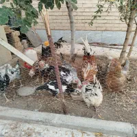 خروس گلین زیبا