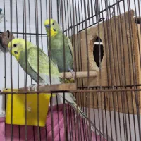 جفت مرغ عشق رینبو گلد فیس نژاد دار مولد