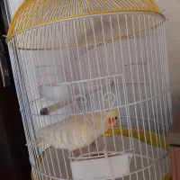 طوطی عروس ۴ ماهه