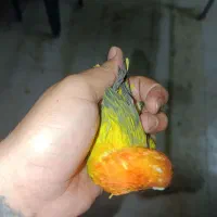 کوتوله یووینگ گلد خاص