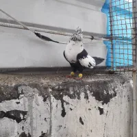 کبوتر|پرنده|شیراز, احمدآباد|دیوار