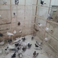 کفتر شهرستانی|پرنده|قم, شهدا|دیوار
