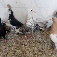 کفتر|پرنده|شیراز, حجت آباد|دیوار