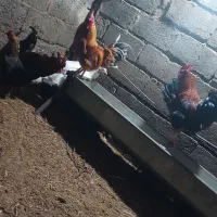 ۴تا خروس چاق.راور