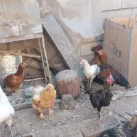 فروش مرغ و خروس وجوجه|حیوانات مزرعه|میاندوآب, |دیوار