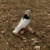 گمشده مژدگانی میدهم