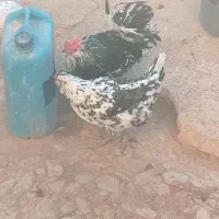 مرغ|حیوانات مزرعه|لاران, |دیوار