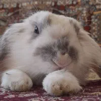 خرگوش لوپ هلندی