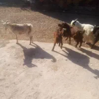 فروش 8راس بزغاله گله گرد نر
