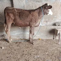 گوساله ماده سیمینتال نژاد دو منظوره شیری و گوشتی