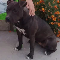 پیتبول ماده