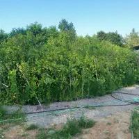 نهال میوه همجوره مرکبات