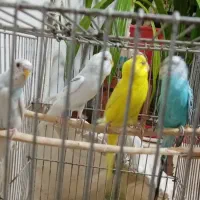 مرغ عشق جفت وبچه