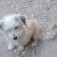 سگ پاپی|سگ|فسا, |دیوار