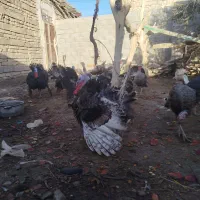 بوقلمون نروماده|حیوانات مزرعه|زهک, |دیوار