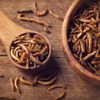 پک سوسک تاریکی استارتر تکثیر کرم میلورم|لوازم جانبی حیوانات|همدان, |دیوار
