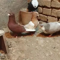 یک جفت کراباتی به شرط تخم جوجه الآنم تخم دارن