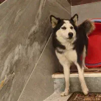 سگ هاسکیی ۶دانگ