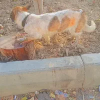 سگ جک راسل تریر|سگ|اصفهان, منتظرالمهدی|دیوار